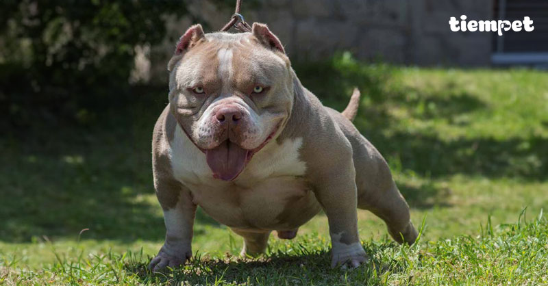 Giống chó Bully: Nguồn gốc, đặc điểm, cách nuôi và giá bán