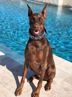 Chó Doberman